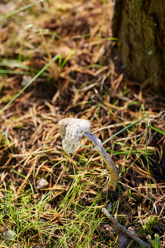 nature, environment and season concept - close up of lepiota mushroom growing under tree in autumn forest