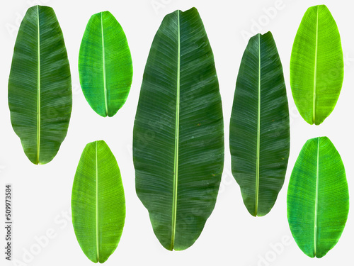 picture of various types of leaves Various colors  tropical plants  greenery
