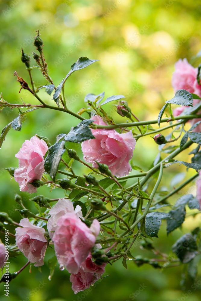 Pink rose bush in the garden with rainy drops 