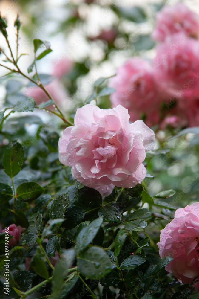 Pink rose bush in the garden with rainy drops