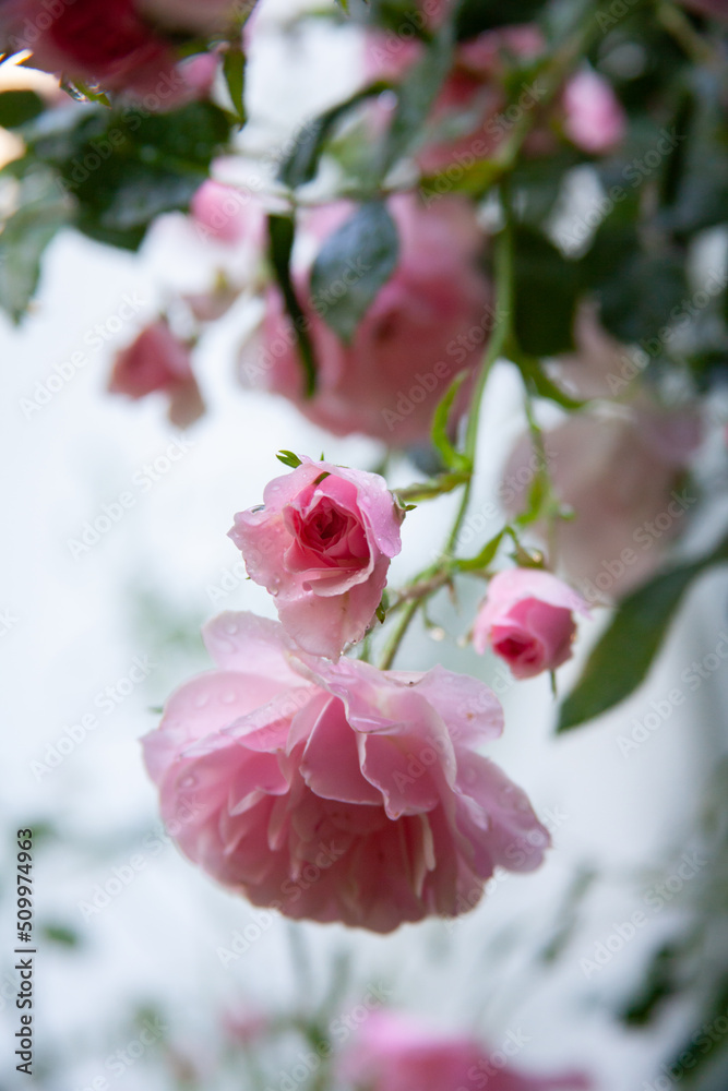 Pink rose bush in the garden with rainy drops