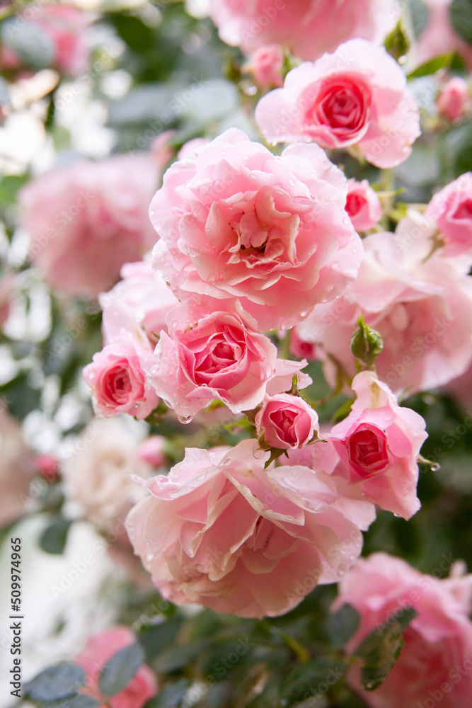 Pink rose bush in the garden with rainy drops