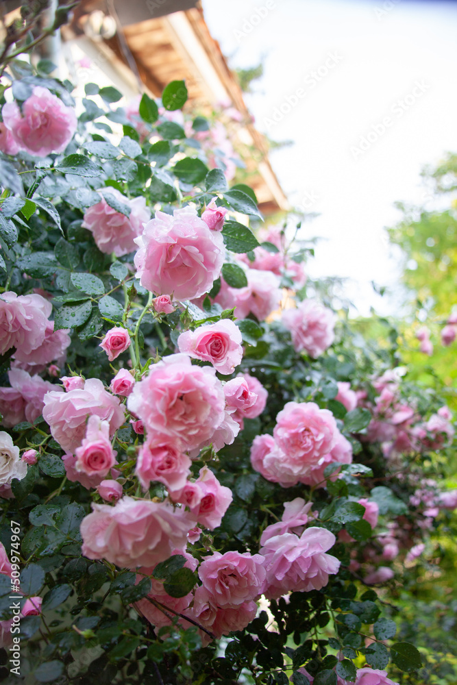 Pink rose bush in the garden with rainy drops