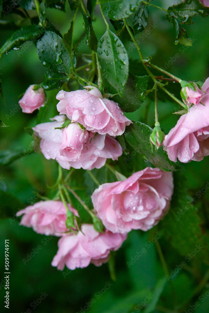 Pink rose bush in the garden with rainy drops