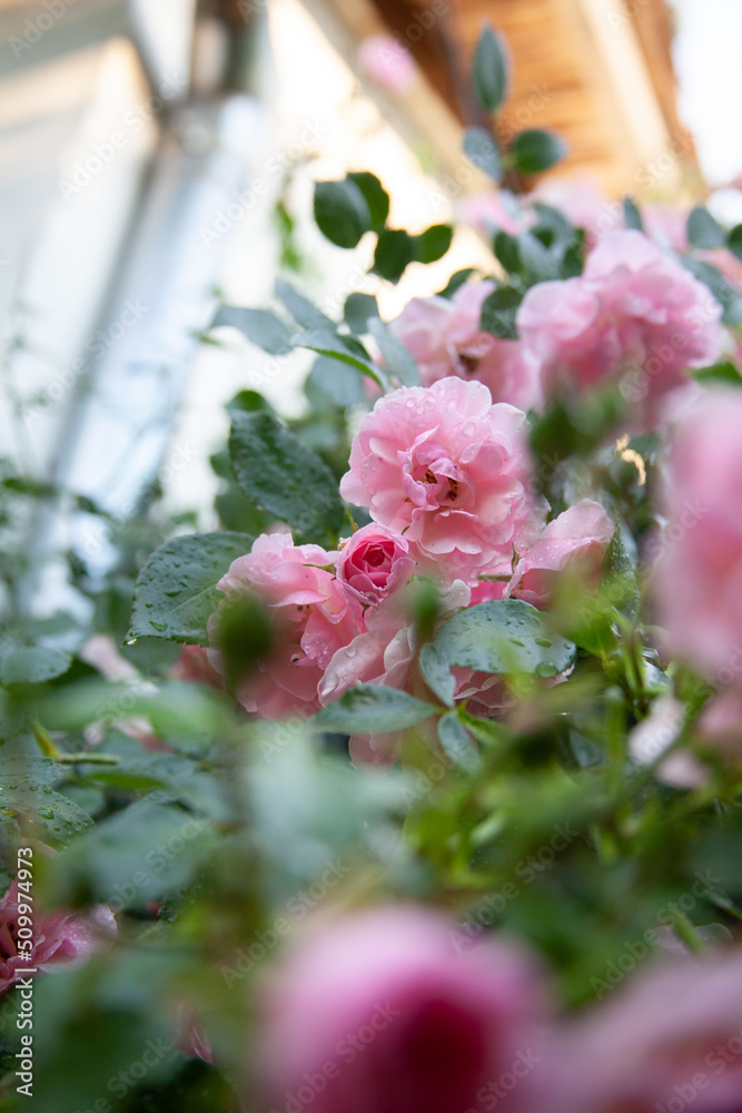 Pink rose bush in the garden with rainy drops