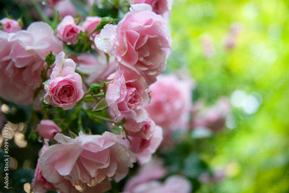 Pink rose bush in the garden with rainy drops 