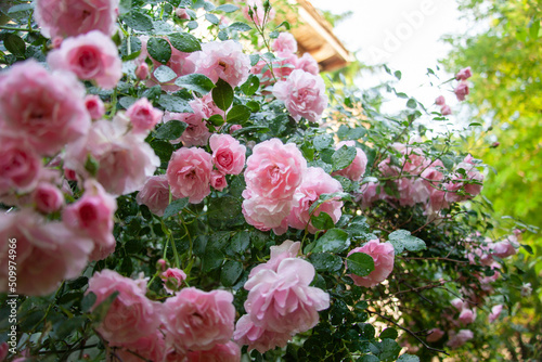 Obraz na płótnie Pink rose bush in the garden with rainy drops w salonie