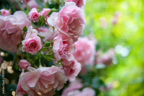 Pink rose bush in the garden with rainy drops 