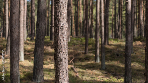 PINE FOREST - Conifers and sheathing forest in the sunshine