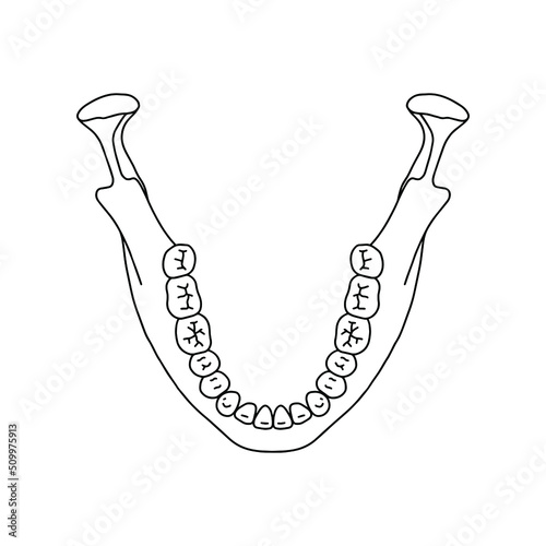 Mandible of adult. Anatomy of the human head.