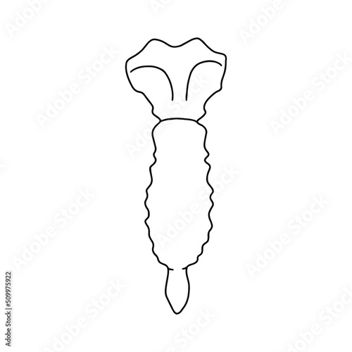 Human body sternum bone anatomy. Structure of the thoracic wall.