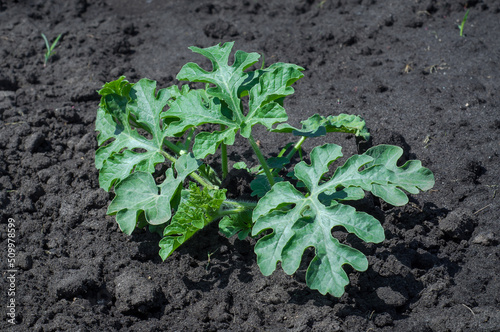 Young sprout of watermelon leaves