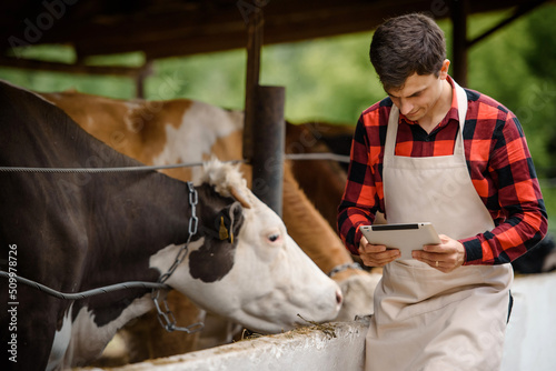  farmer is holding a tablet and verification his cows on his cattle farm.