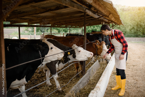 Young man farmer in an apron is feeding his cows with hay on his cow farm.