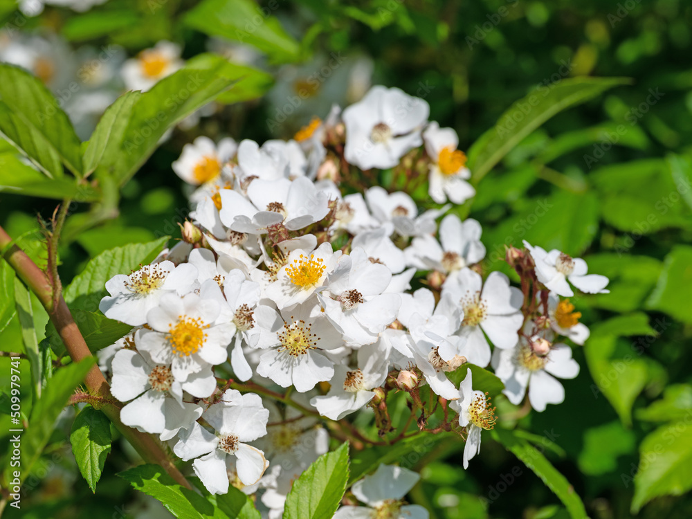 Blühende Hagebutten, Rosa canina, im Frühling Blühende Hagebutten, Rosa canina, im Frühling