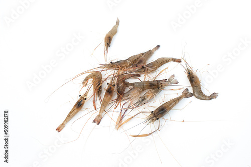 Giant river prawn isolated on white background. © Suradech
