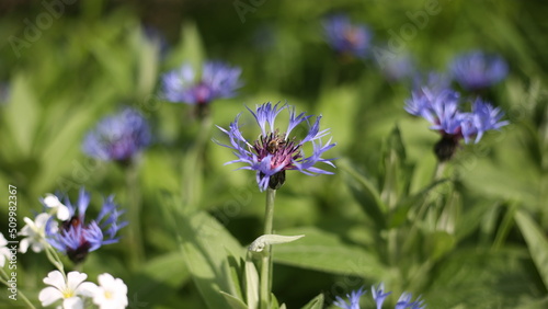 Blooming purple flowers are pollinated by insects. Bees came to drink nectar from a summer flower
