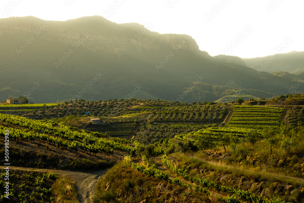 landscape of vineyards in the Priorat wine region in Tarragona in Spain - obrazy, fototapety, plakaty 