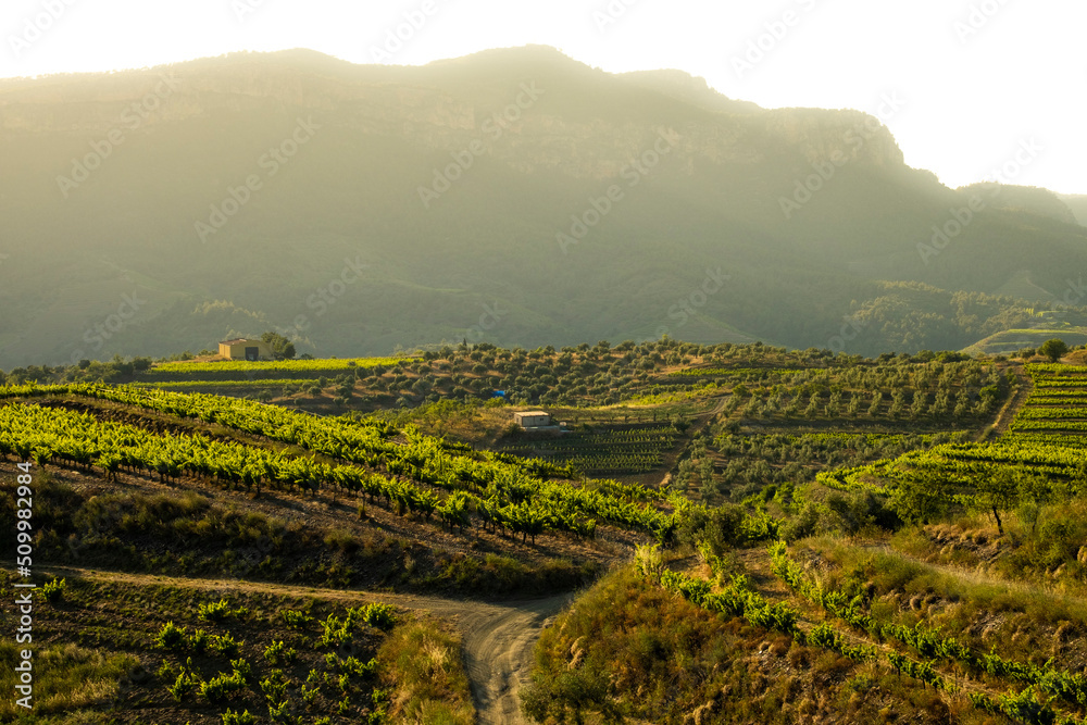 landscape of vineyards in the Priorat wine region in Tarragona in Spain