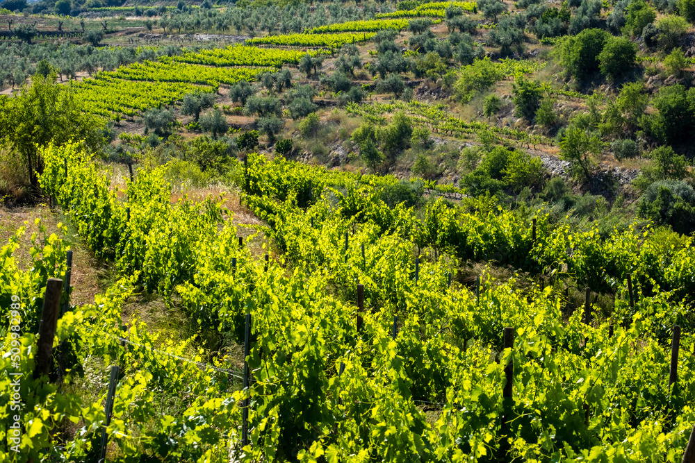 landscape of vineyards in the Priorat wine region in Tarragona in Spain landscape of vineyards in the Priorat wine region in Tarragona in Spain