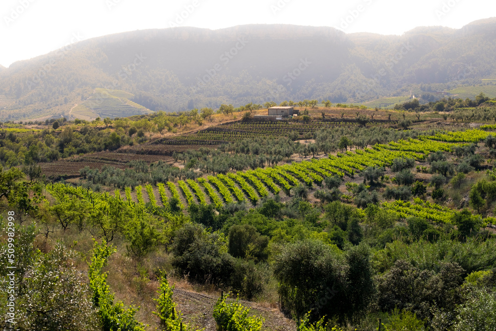landscape of vineyards in the Priorat wine region in Tarragona in Spain