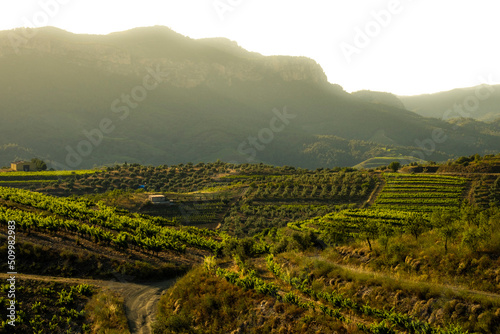 landscape of vineyards in the Priorat wine region in Tarragona in Spain photo