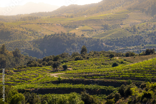landscape of vineyards in the Priorat wine region in Tarragona in Spain