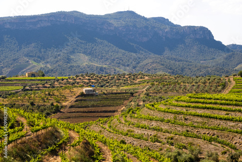 landscape of vineyards in the Priorat wine region in Tarragona in Spain photo