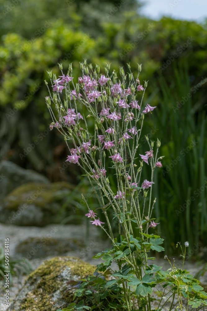 The Fauna and flora in macro and close-up photography St Stephen’s Green Park, Dublin, Ireland, spectacular scenery in sunny day The Fauna and flora in macro and close-up photography St Stephen’s Green Park, Dublin, Ireland, spectacular scenery in sunny day