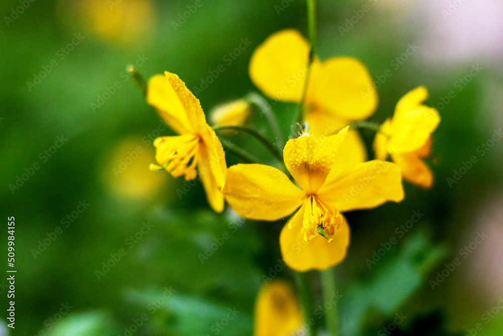 yellow flowers in the garden