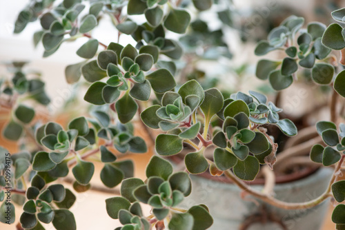Aichryson Bethencourtianum leaves close-up. Rare decorative desert plant.