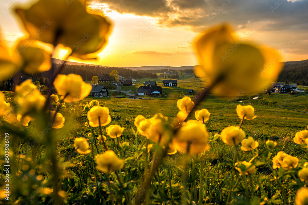 Aunset on a flowering meadow in the Jizera colony, Czech Republic