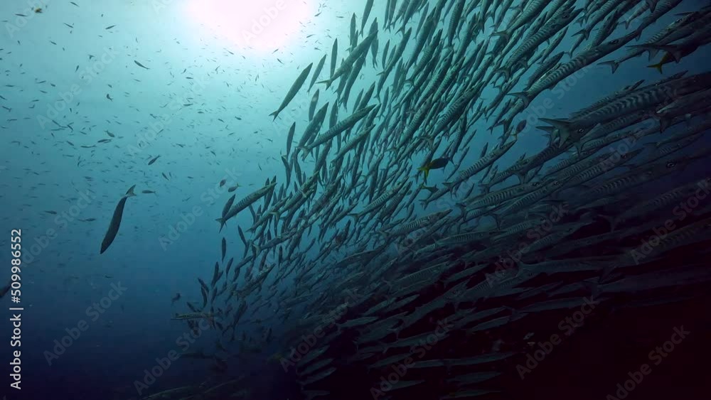 custom made wallpaper toronto digitalUnder Water Film footage - large schools of Barracuda fish merging together at ocean floor - under angled scene - Sail Rock island in Thailand
