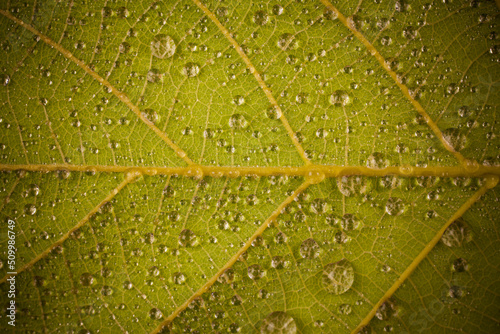 Water droplets on a yellow leaf.