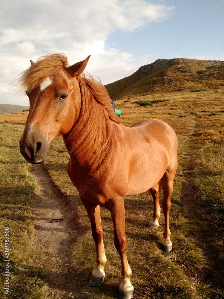 Fototapeta premium beautiful horse in the mountains