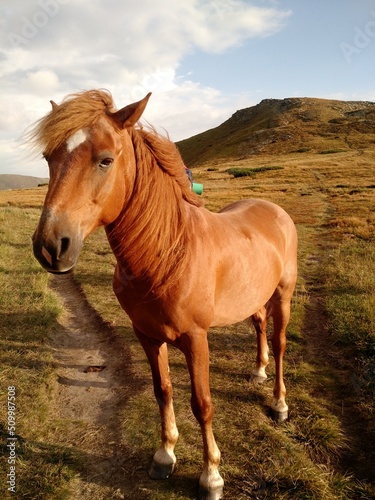 beautiful horse in the mountains