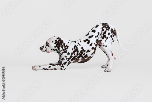 One adorable thoroughbred Dalmatian dog posing isolated over gray studio background. Concept of breed, vet, beauty, animal haelth and life, care.