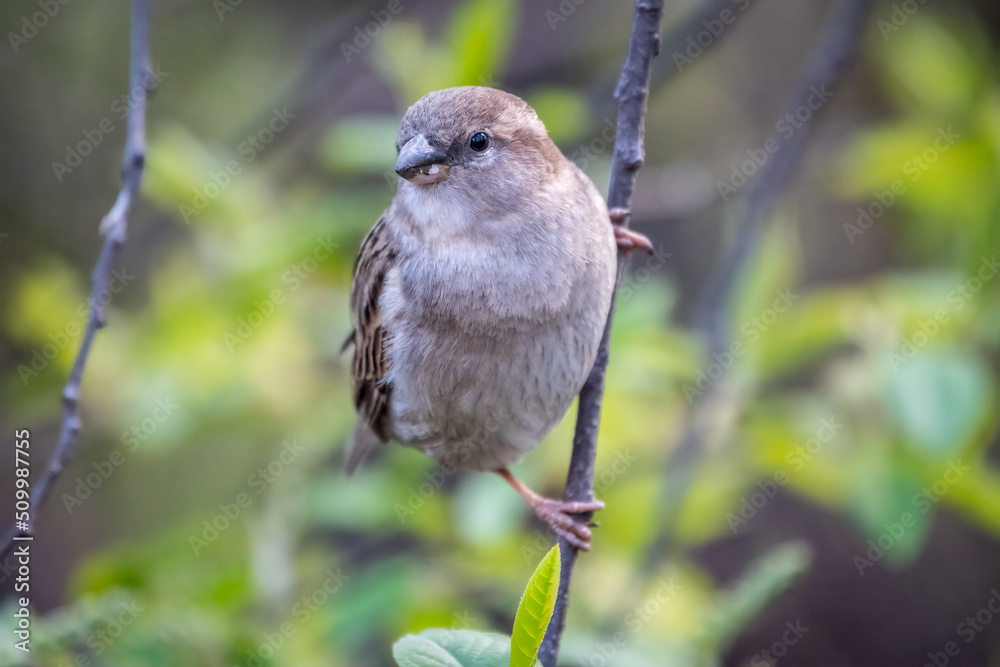 Sparrow sitting on a green branch in spring. Sparrow with playful poise on branch in spring or summer Sparrow sitting on a green branch in spring. Sparrow with playful poise on branch in spring or summer