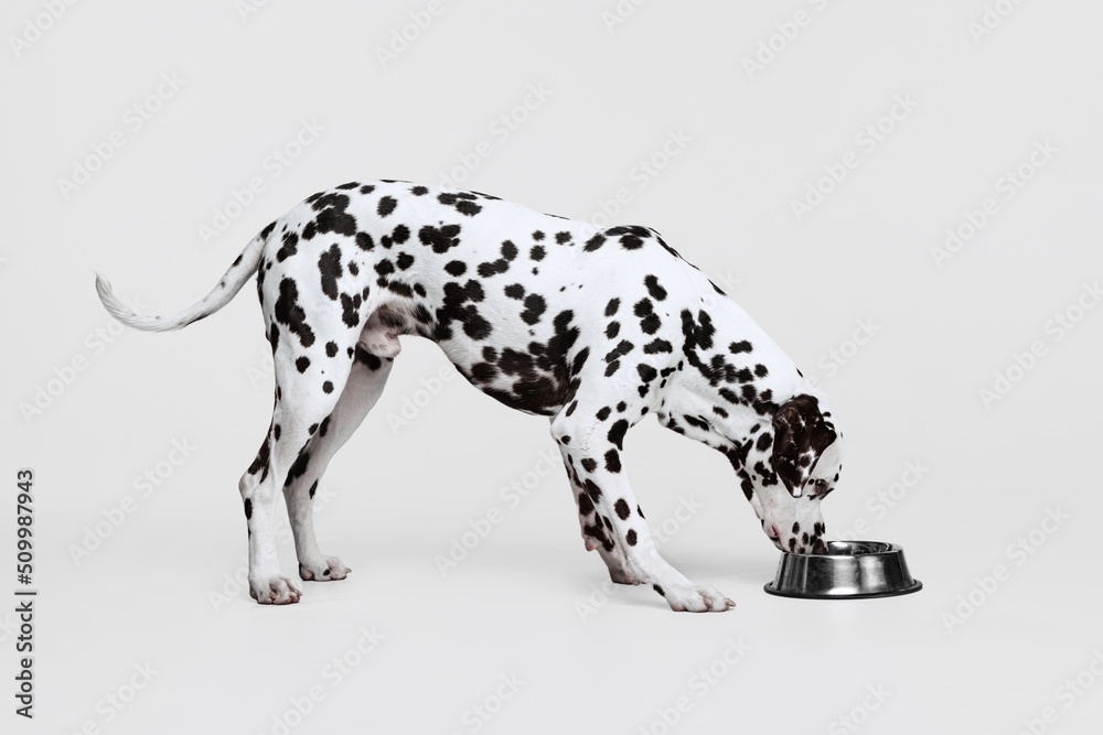 Young beautiful purebred dog, Dalmatian eating from bowl isolated over gray studio background. Concept of breed, vet, beauty, animal haelth and life, care.