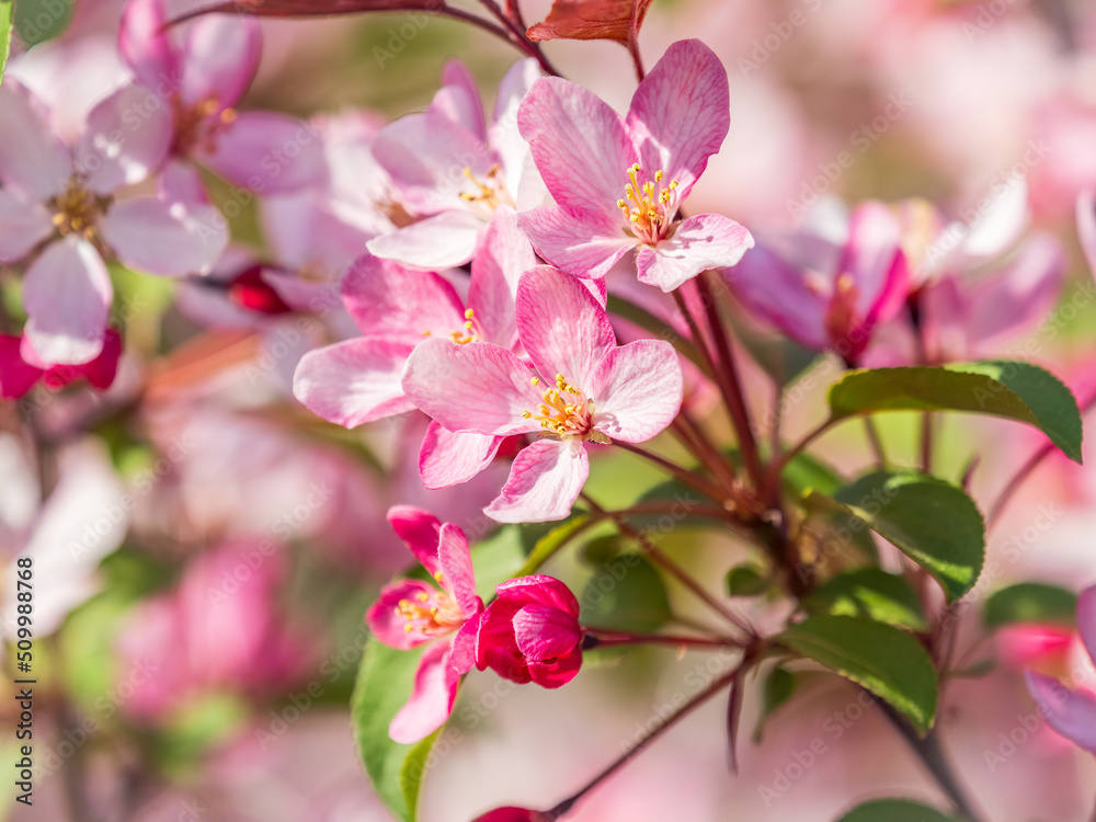 Obraz premium Fresh pink flowers of a blossoming apple tree with blured background