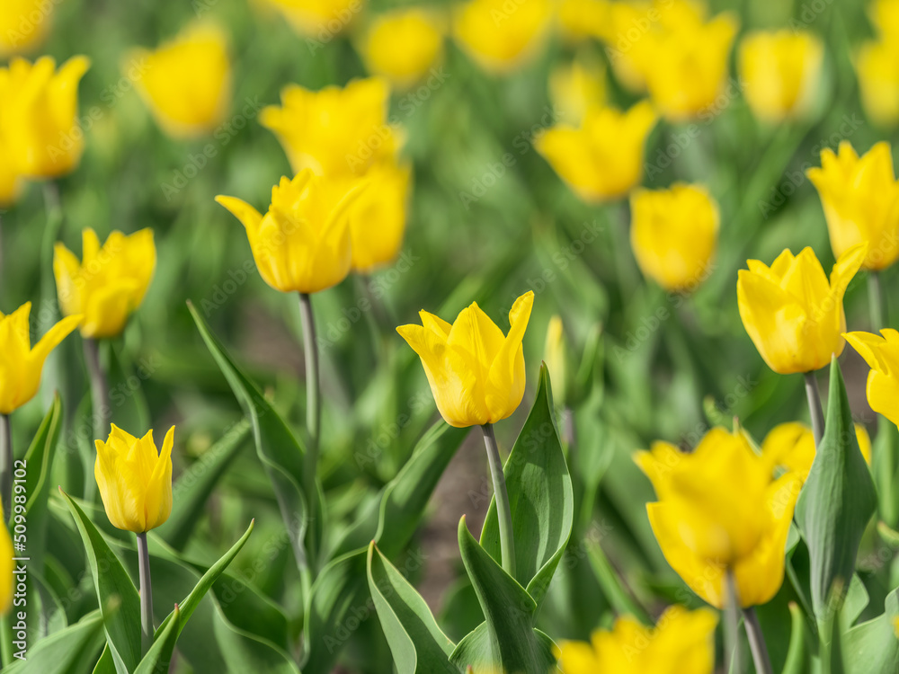Colorful yellow tulips blossom in spring garden Colorful yellow tulips blossom in spring garden