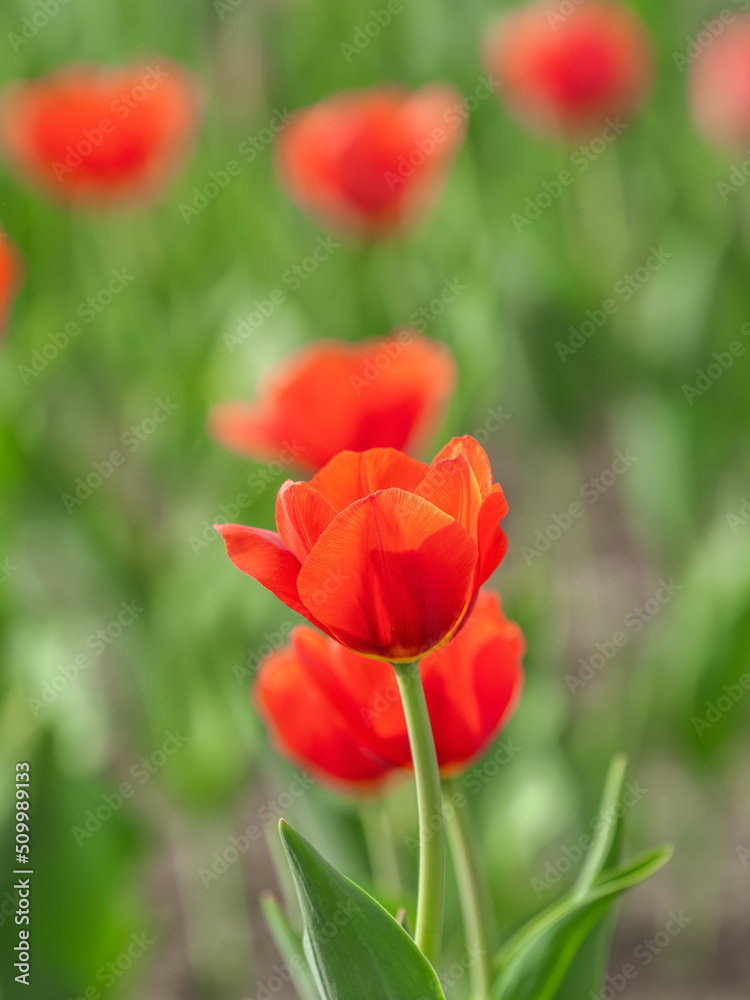 Colorful red tulips blossom in spring garden Colorful red tulips blossom in spring garden