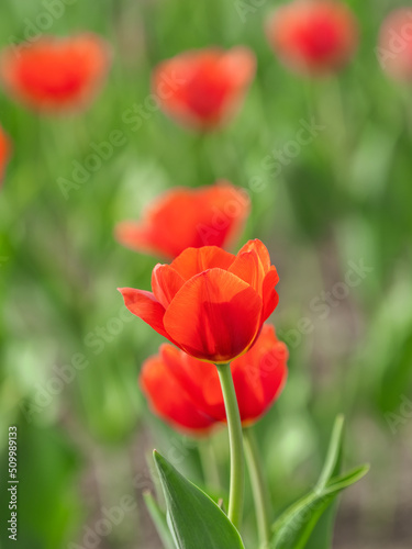 Colorful red tulips blossom in spring garden