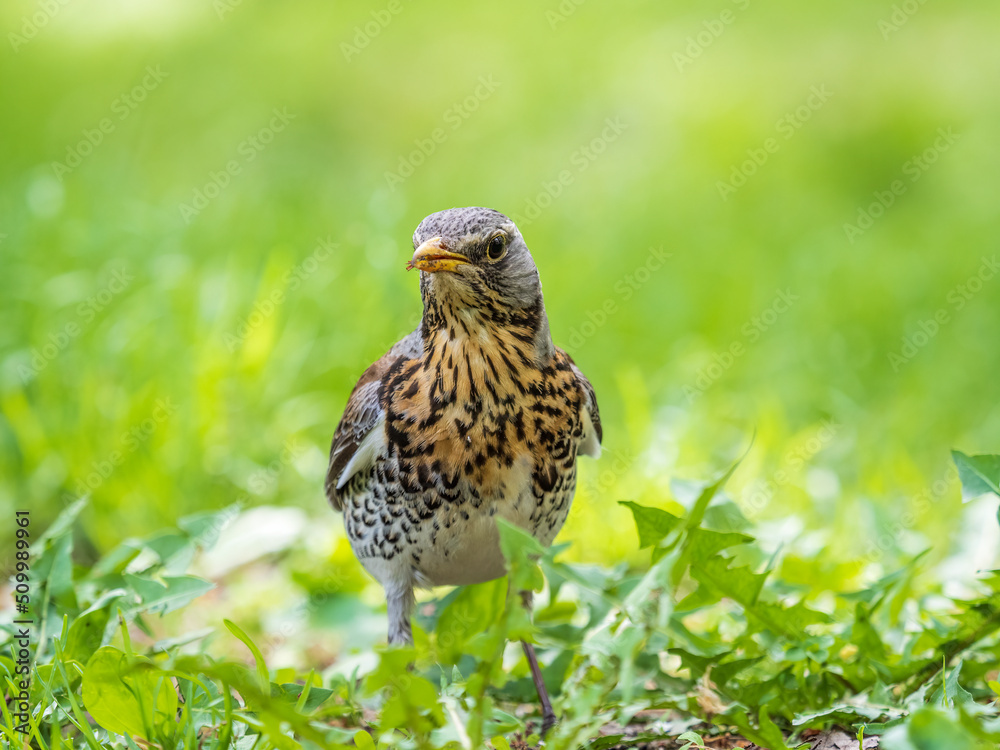 Fototapeta premium Wood bird Fieldfare, Turdus pilaris, on a sprng lawn.