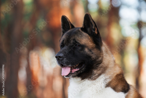 Amazing dog breed American Akita, portrait. Fluffy, woolly young pet. The concept of pets, pet food, pet supplies, veterinary medicine.