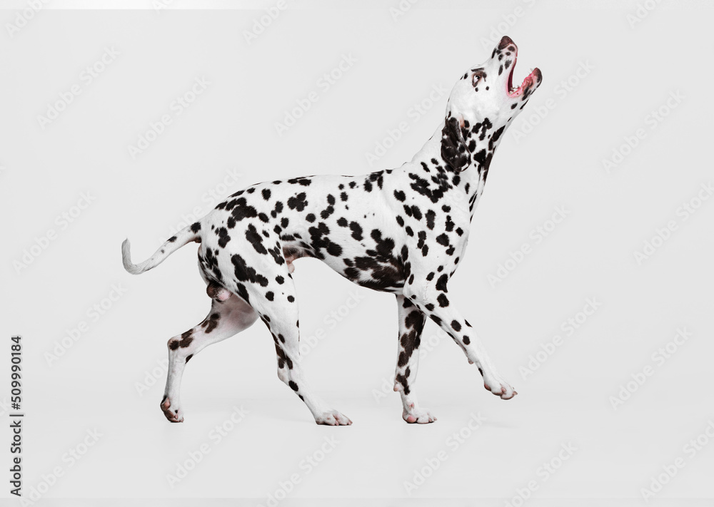 Young beautiful thoroughbred Dalmatian dog posing isolated over gray studio background. Concept of breed, vet, beauty, animal haelth and life, care.
