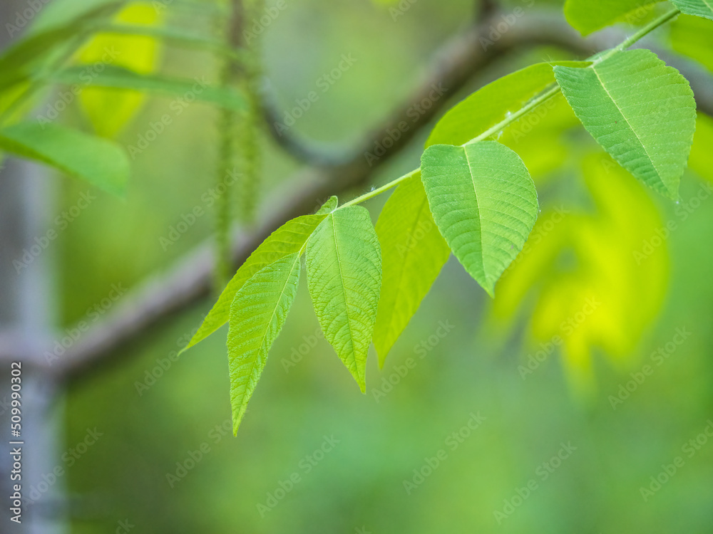 Branch with fresh green leaves of Juglans mandshurica, Manchurian walnut. Branch with fresh green leaves of Juglans mandshurica, Manchurian walnut.