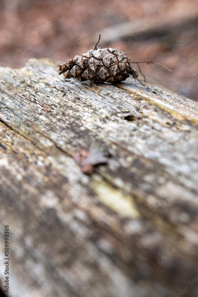 pine tree bark