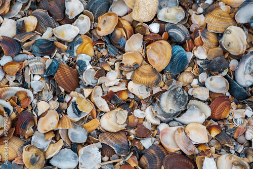 colorful shells of bivalve molluscs form the surface of the beach on the shore of the Caspian Sea
