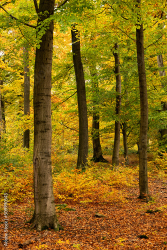 Beautiful autumn forest scenery with trunks old beech trees with fall colored foliage, near Amelgatzen, Weser Uplands, Germany